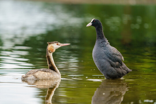 Great Crested Grebe (Podiceps cristatus) and a coot (Fulica atra) sizing each other up, taken in London, England