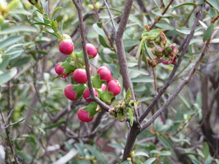 Melaleuca fulgens
(Scarlet Honey-myrtle)
flowerbuds before opening