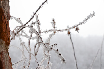 Frozen trees over the pond. cold weather outdoors