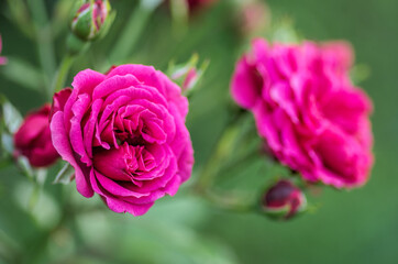 pink roses in garden