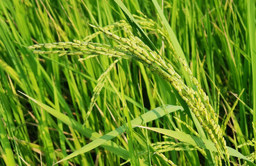 Fototapeta na wymiar Close up ears of paddy at the rice field