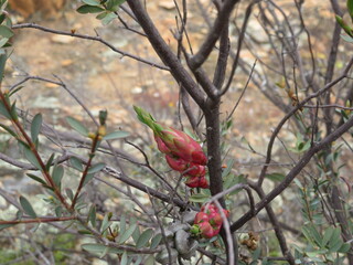 new Bottlebrush flower buds emerging