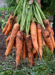 A bunch of fresh or freshly picked carrots full of vitamins. Organic farming. The concept of a...
