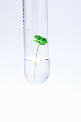 試験管と葉っぱ