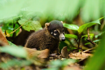 Baby Ring-Tailed Coati (Nasua nasua rufa) looking wearily at camera, taken in Costa Rica