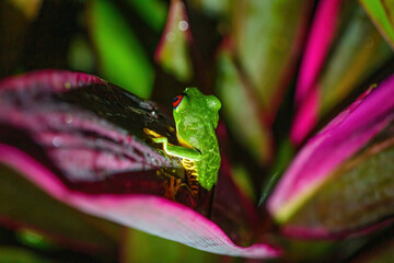 Red-Eyed Tree Frog (Agalychnis callidryas) at night on a lef looking away, taken in Costa Rica