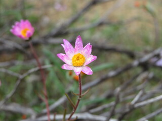 pink Everlastin wildflower after the rain