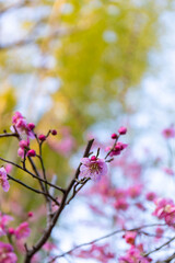 ピンク色の梅の花と樹木の緑