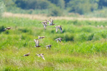 Small flock of Black-tailed Godwit (Limosa limosa) in flight over grassy field, taken in England