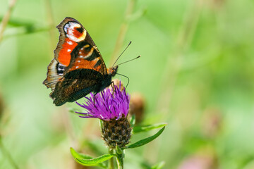 Peacock butterfly (Aglais io) perched on knapweed, taken in London, England