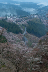 Fototapeta na wymiar 朝靄の発生した夜明けの吉野山