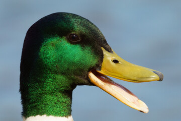 Duck cleaning playing in water