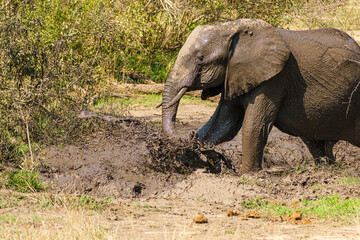African Elephant (Loxodonta africana) splashing around in mud, taken in Kruger Park, South Africa