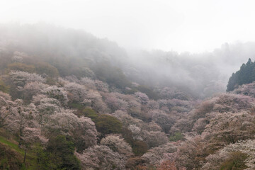 朝靄の発生した桜が満開の山