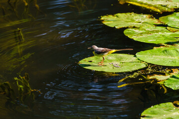 Grey Wagtail (Motacilla cinerea) perched on a lily leaf on a river, taken in London England