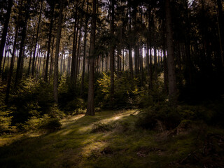 Fototapeta premium A day in the deep forest.