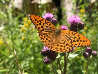 butterfly on flower