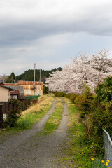 草が生えた小さな道路沿いの桜