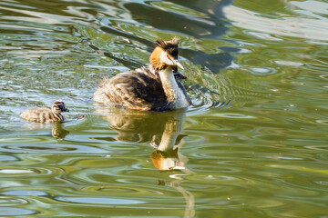 Great Crested Grebe (Podiceps cristatus) followed by it's chick on the Thames, Twickenham