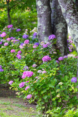 Fototapeta na wymiar 古い樹木の周囲に咲いている紫陽花の花