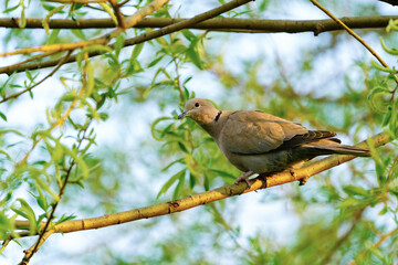 Collared dove (Streptopelia decaocto) in golden morning light, taken in London, England