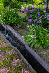 小さな水の流れと紫陽花と草花