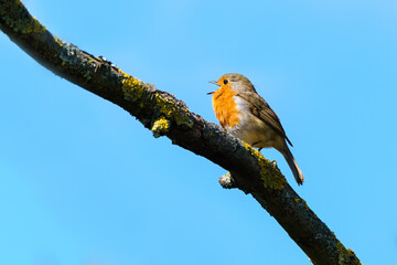 European Robin (Erithacus rubecula) against a bright blue sky, singing, taken in London, England