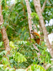 Common Squirrel Monkey (Saimiri sciureus) climbinh up a tree in Costa rIca