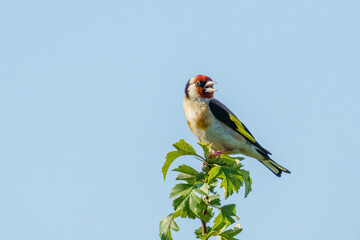 Singing European Goldfinch (Carduelis carduelis) perched at the rop of a bush, taken in England