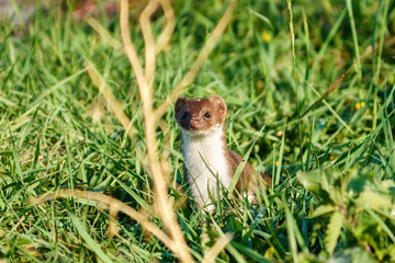 Stoat (Mustela erminea) sticks it's head up out of grass to look around, taken in the UK