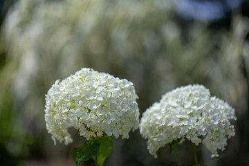 白くて柔らかそうな紫陽花の花