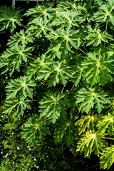 grüne Blätter Strauch der Papaya