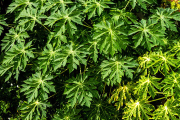 grüne Blätter Strauch der Papaya