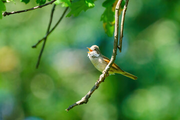 Common Whitethroat (Sylvia communis) on the end of a twig, singing, taken in London
