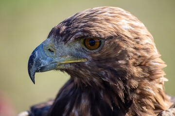 golden eagle bird predator italian mountains