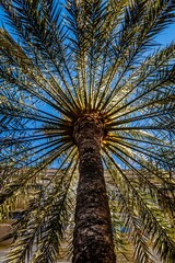 Palmwedel einer Dattelpalme Struktur abstrakt