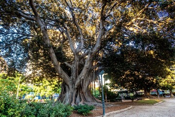 Gummibaum Ficus centenaris mit Wurzeln 