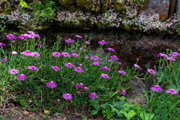 石垣と小川と紫の花の群生