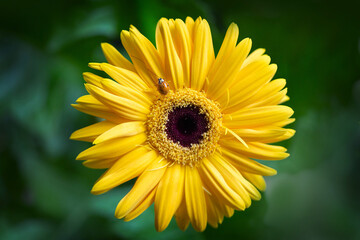 Yellow gerbera daisy with ladybug