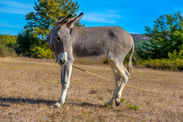 donkey grazes on a field in the  steppe