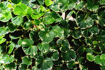 Closeup Green leaves of Polyscias Balfouriana or Variegalated Balfour Aralia (Polyscias Balfouriana) are growing in tropical ornamental garden