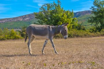 Fototapeta premium donkey grazes on a field in the steppe