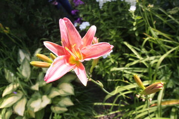 Fototapeta premium yellow-pink lily in the garden
