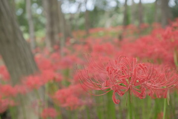 日本の秋 彼岸花 お花 植物 お彼岸 赤 綺麗 秋分の日 9月 夏見緑地