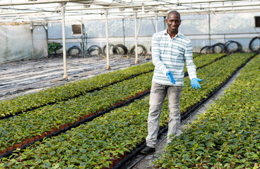 Skilled florist man engaged in cultivation of plants of Euphorbia pulcherrima (poinsettia) in greenhouse