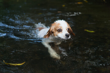 泳ぐ小型犬