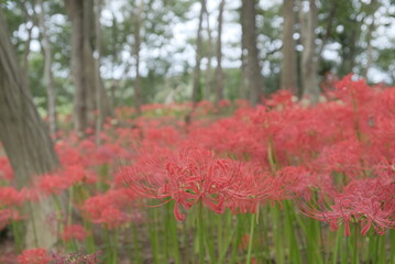 日本の秋 彼岸花 お花 植物 お彼岸 赤 綺麗 秋分の日 9月 夏見緑地