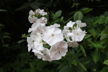 
white flowers in the garden
