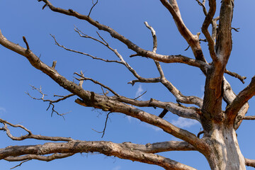 Dead tree in blue sky