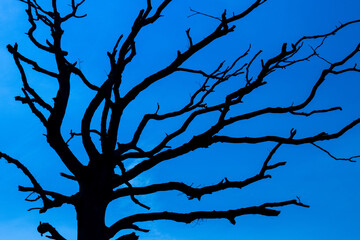 Creepy tree in the blue sky